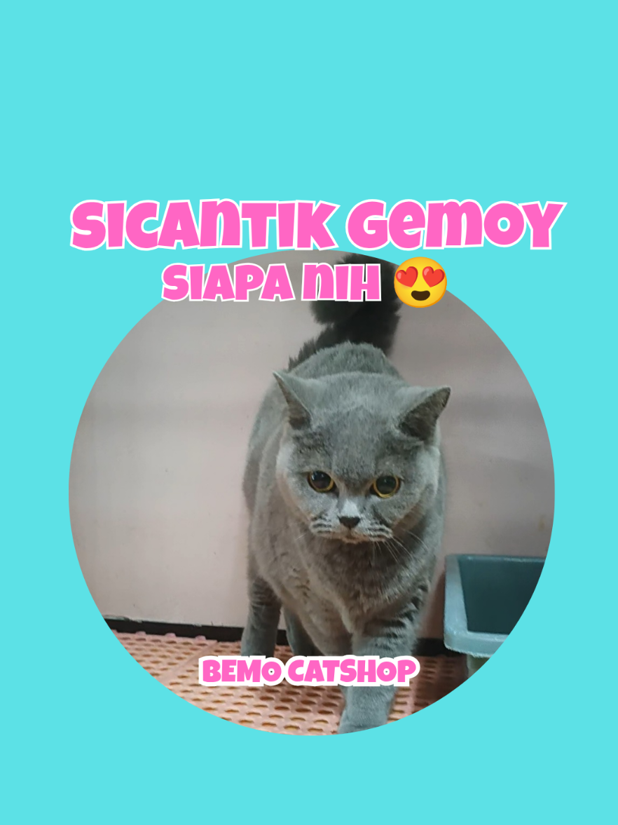 @Bemo Catshop