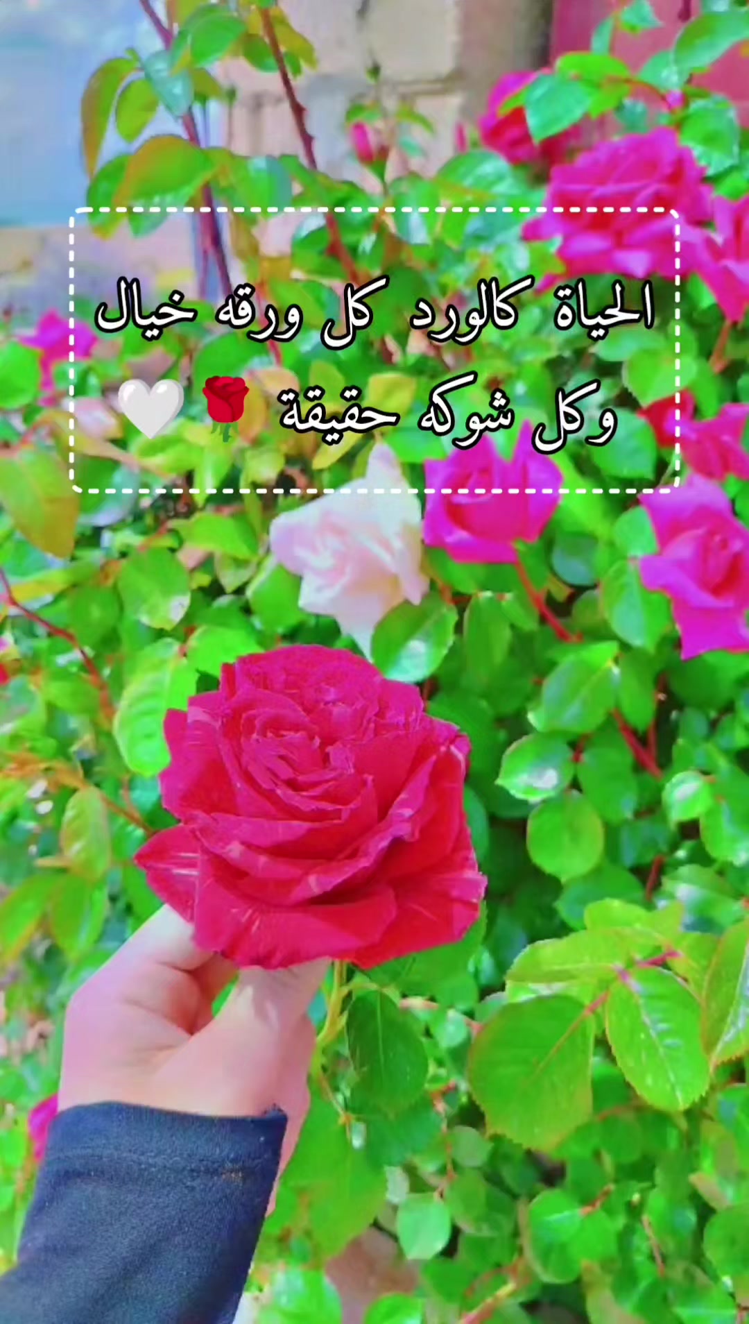 @عبير الورد🧡🍂