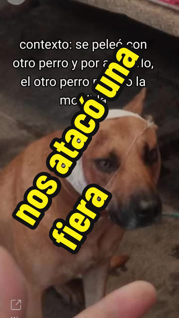 @ElPapinzonShow