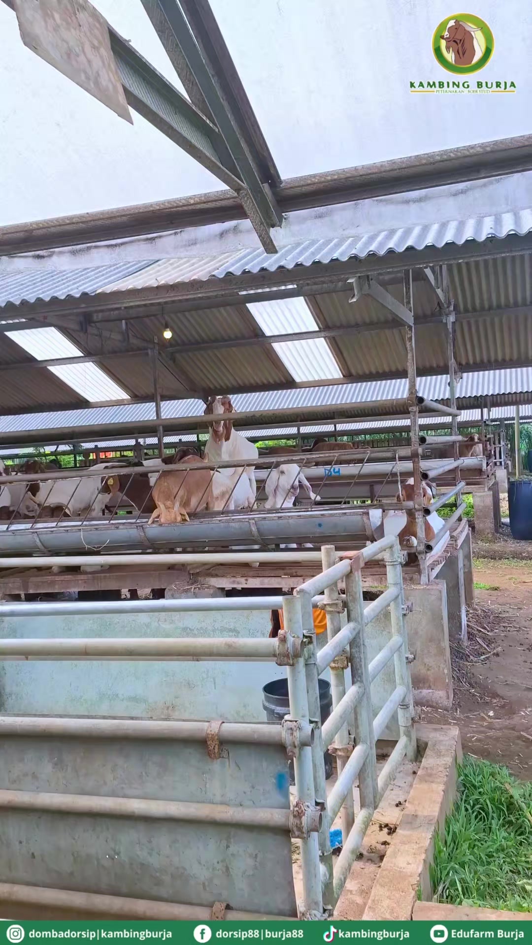@Kambing Burja Official