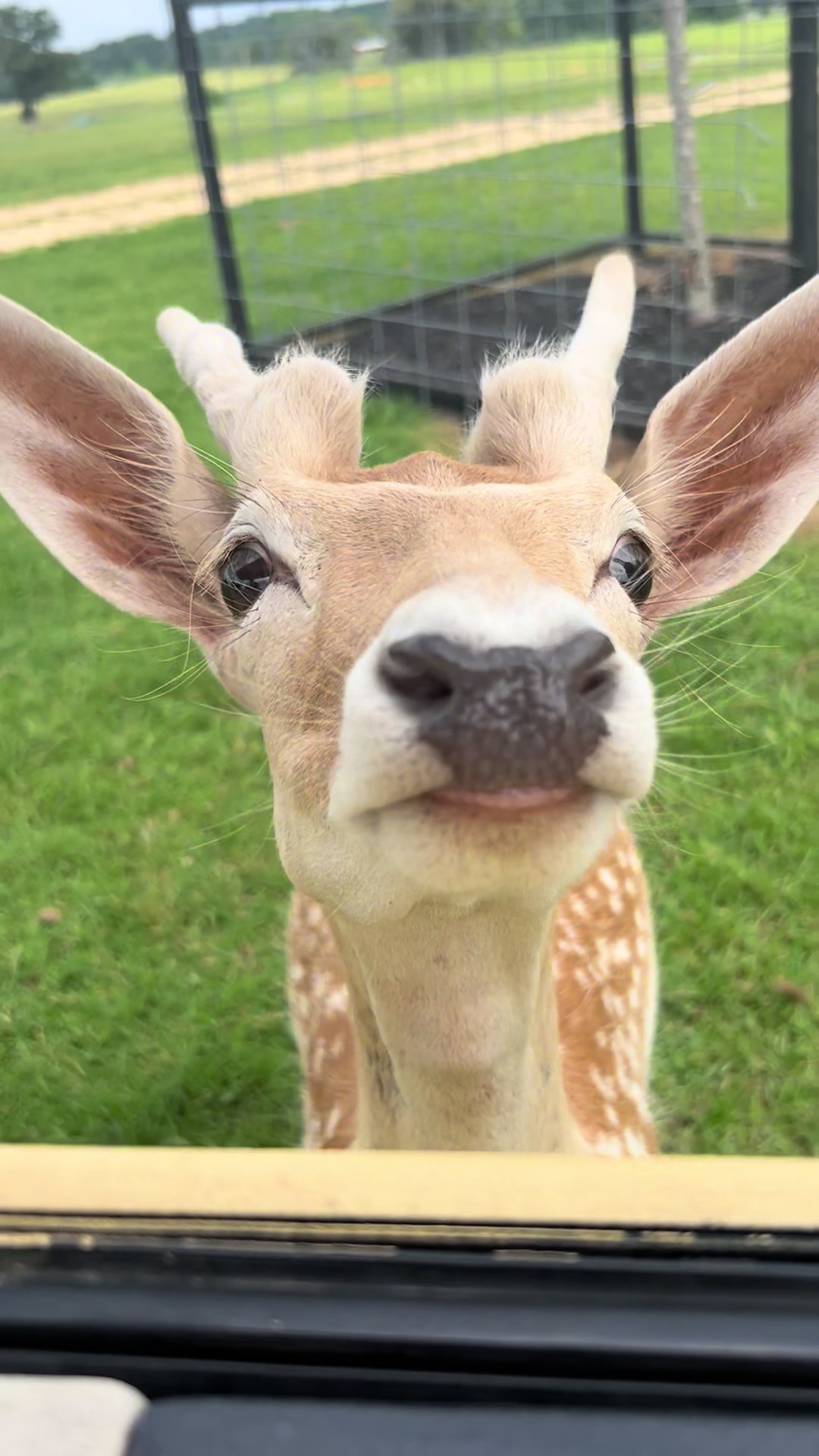 @southlandsafari