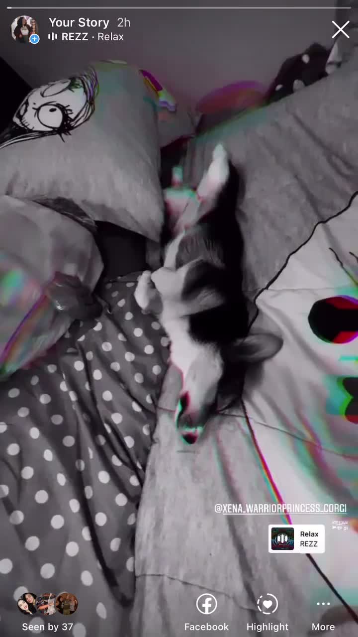 @Xena Warrior Corgi