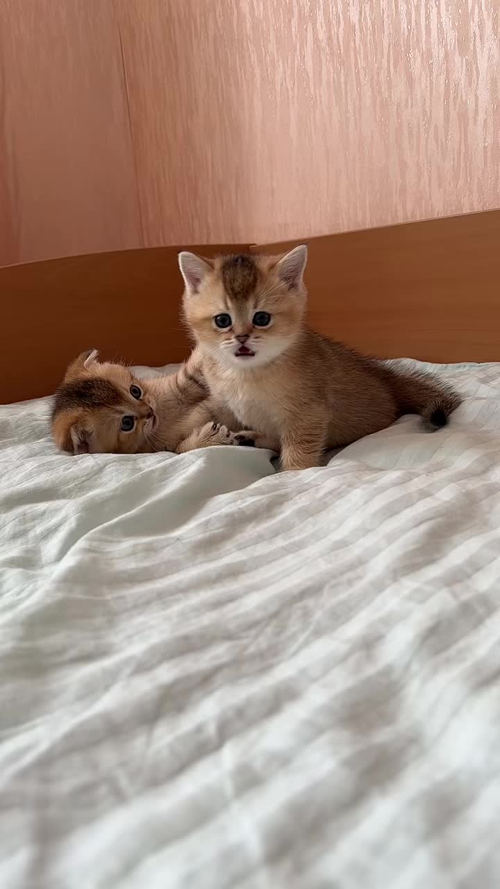 @🐈