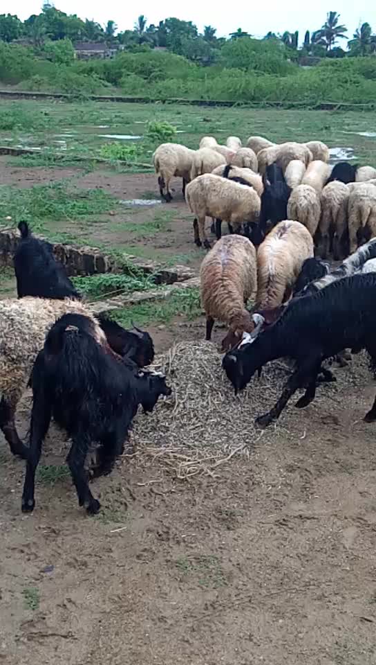 @ખીમાનાથા ખીમાનાથા