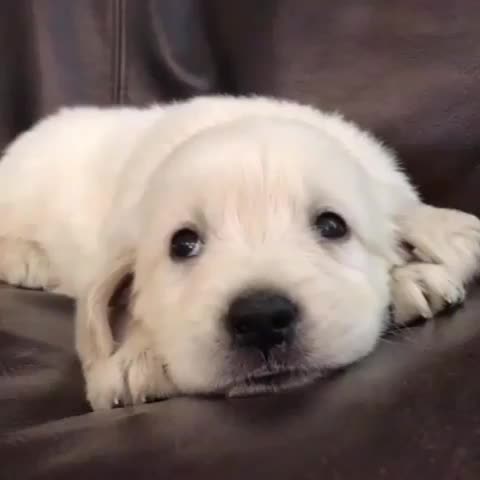 @pet_lover😍