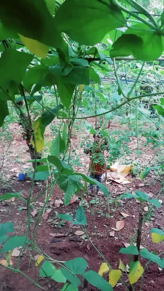 @thamburu