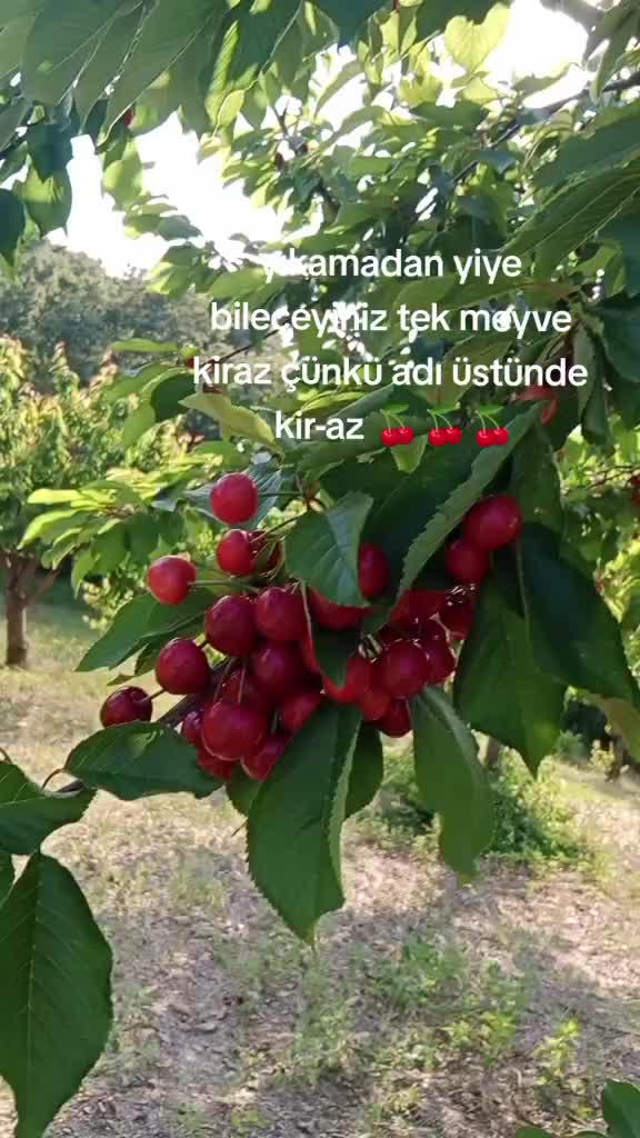 @hanifemalim