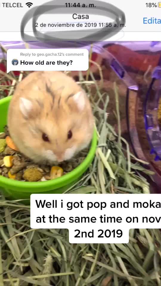 @Pop_corn_the_hamo