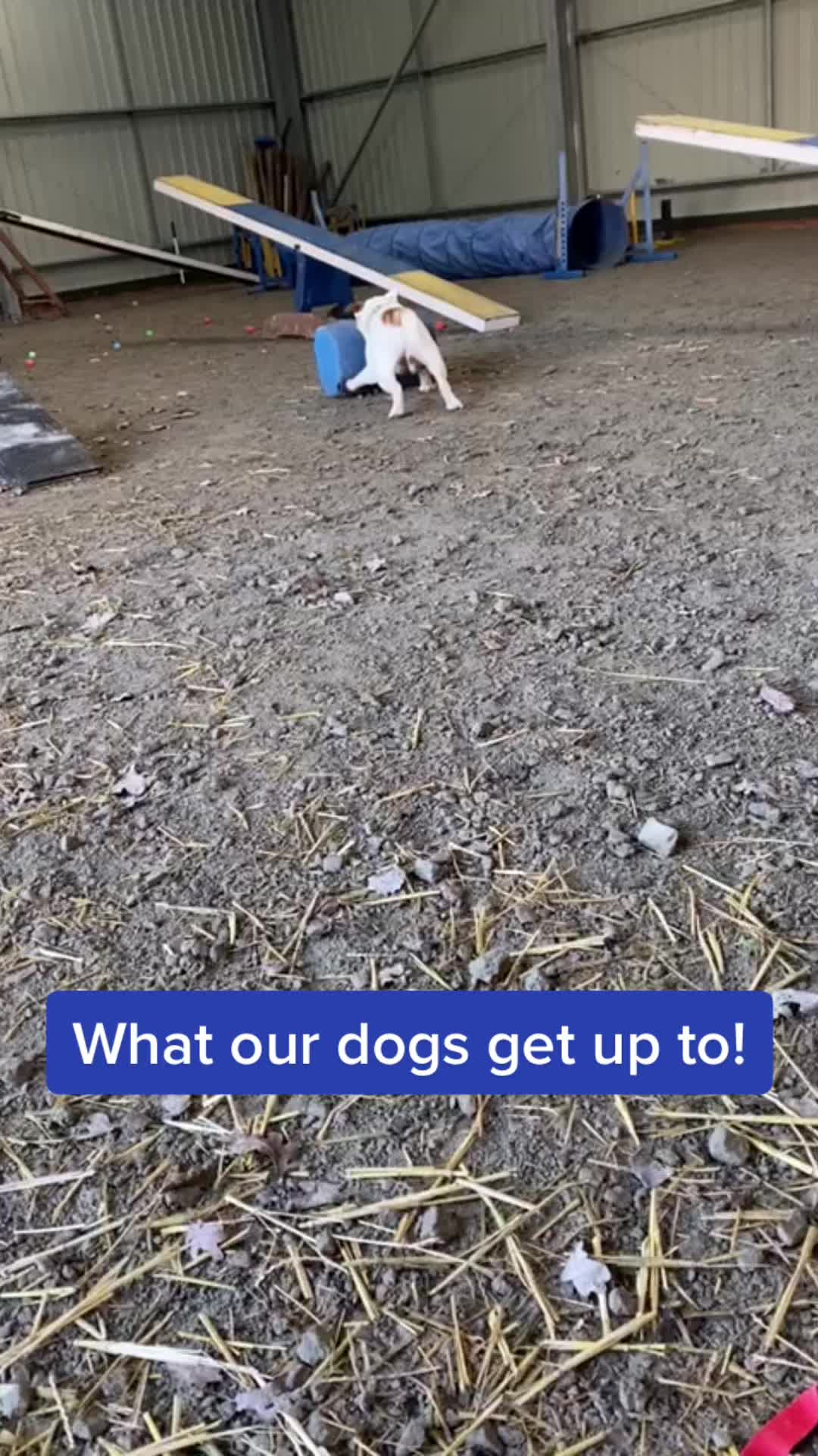 @LeicesterAnimalAid