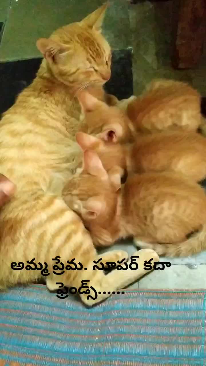 @bandla Anjaneyulu