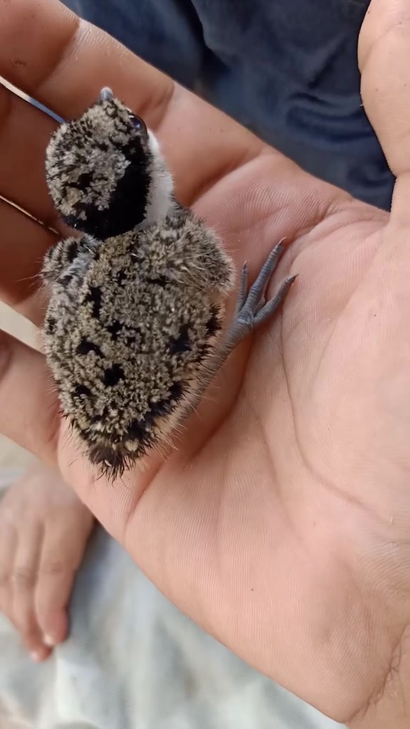 @જય અર્બુદા