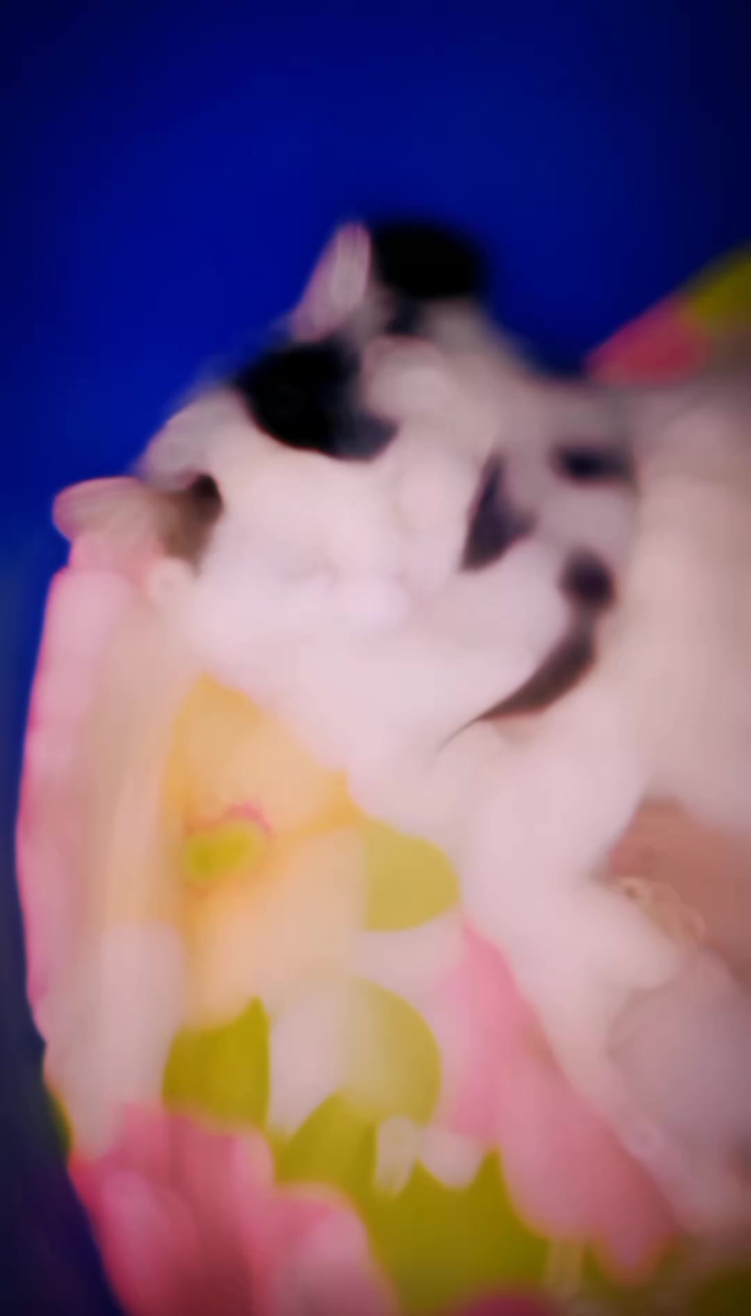 @ѕує&part;_ѕн&alpha;&fnof;&alpha;у_756