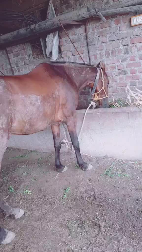 @jayrajsinh_7007