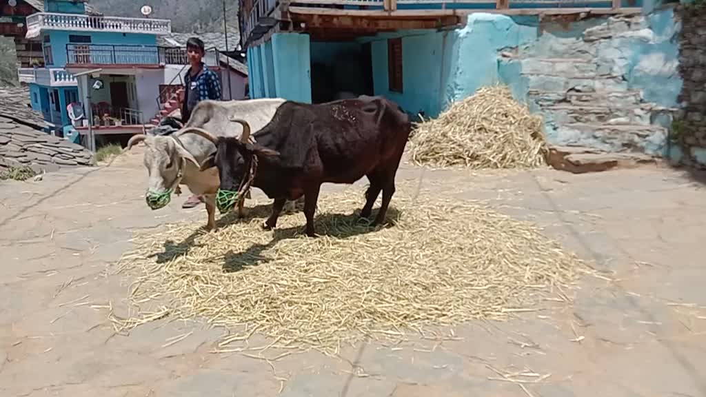 @HiMu RaNa