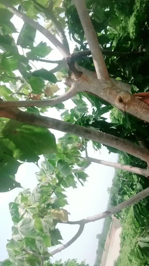 @Rubina Samal
