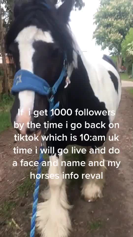 @horzeastetics
