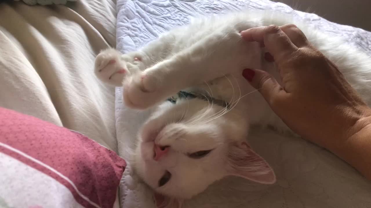 @🐱Cats🐱