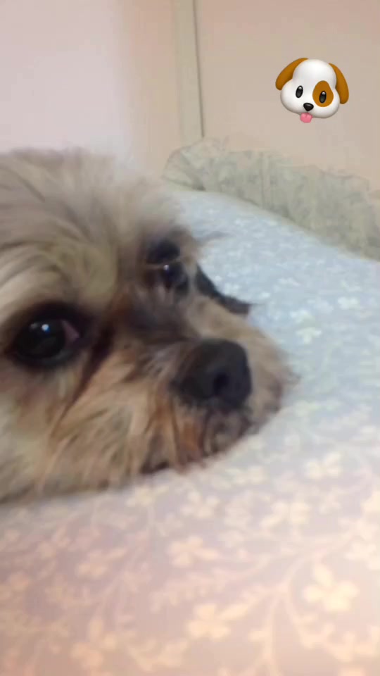 @Doggogirl