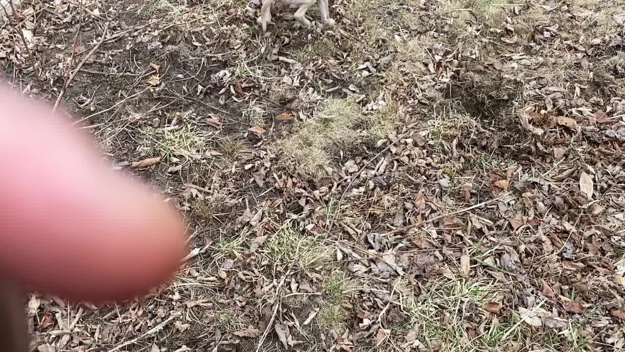@davincitheamericanpitbull