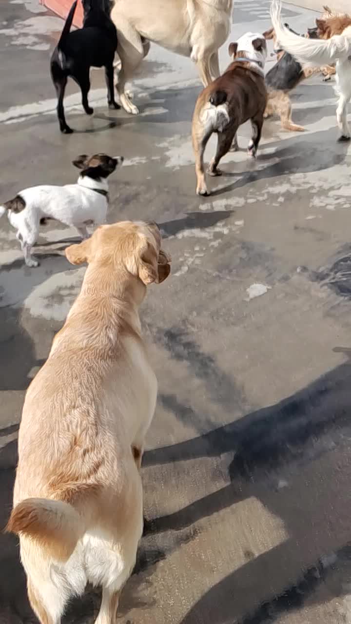 @Wickeddoghandler