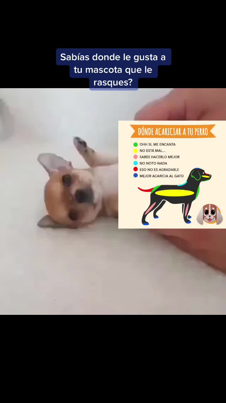 @mascotasfelices