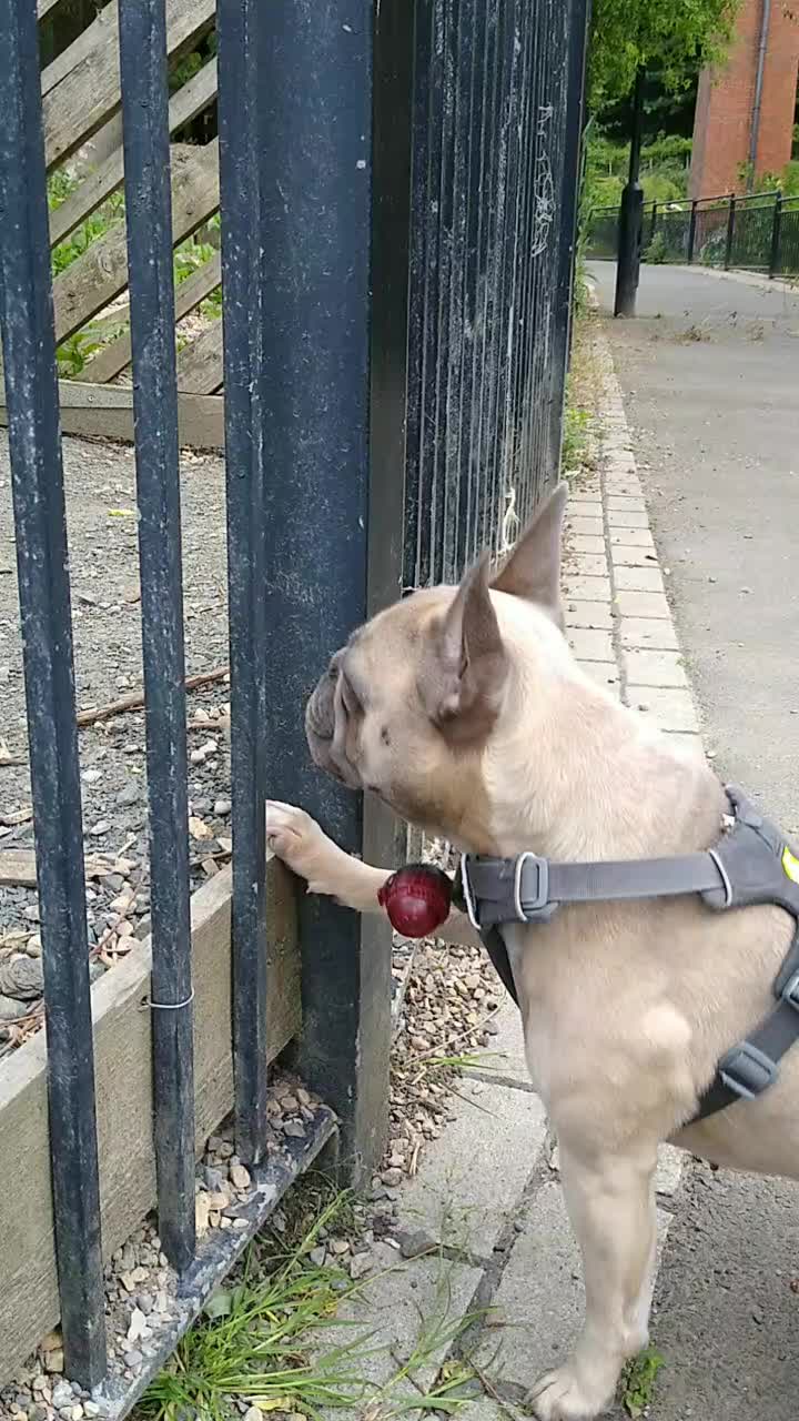 @MaggietheAdventureFrenchie