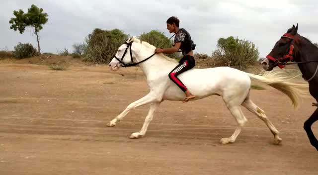@Rahil Akhani