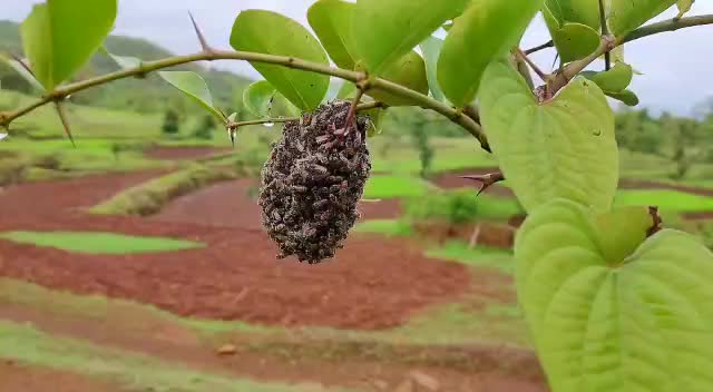 @❤ मी कोकणी LOVER ❤