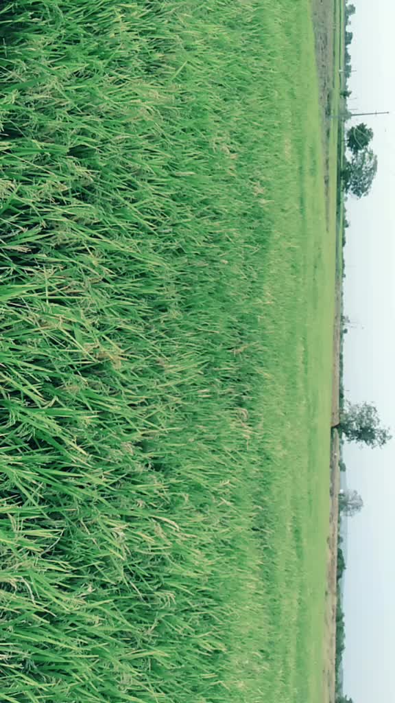 @Mamidi Mahesh