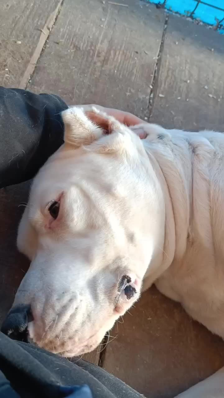 @HeraTheDogo