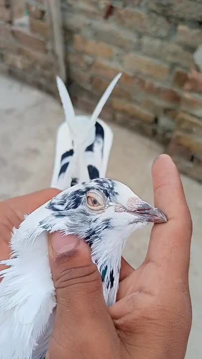 @🕊️PEGON🕊️