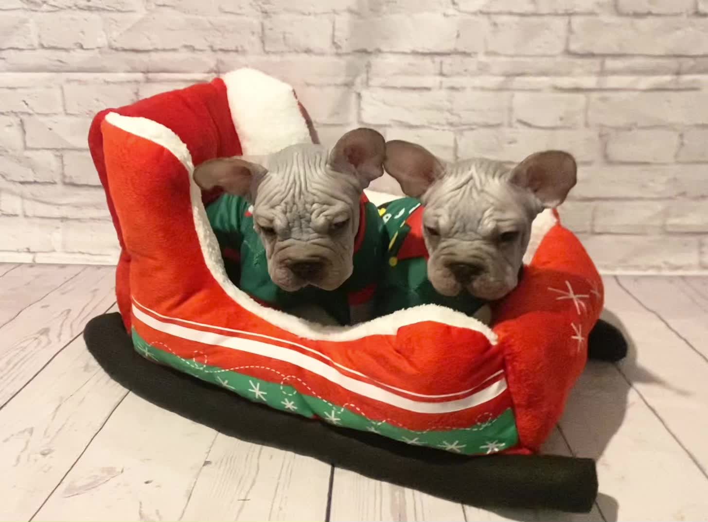 @Softskinpuppies