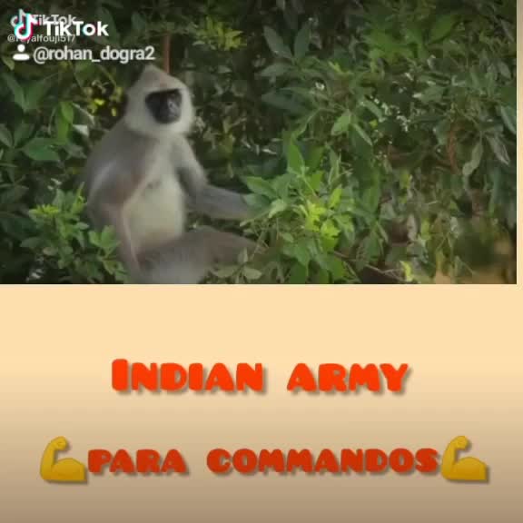 @rohan dogra