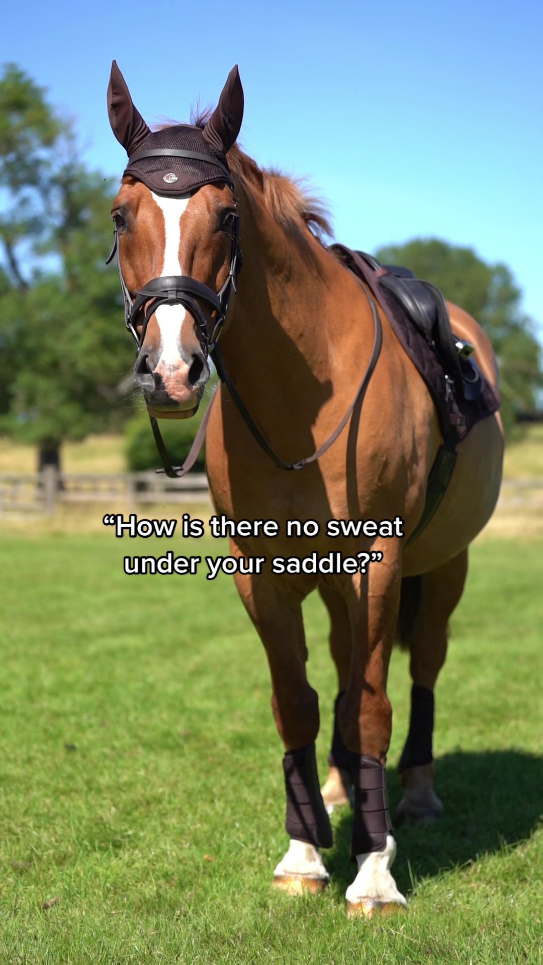 @Uhlan Equestrian