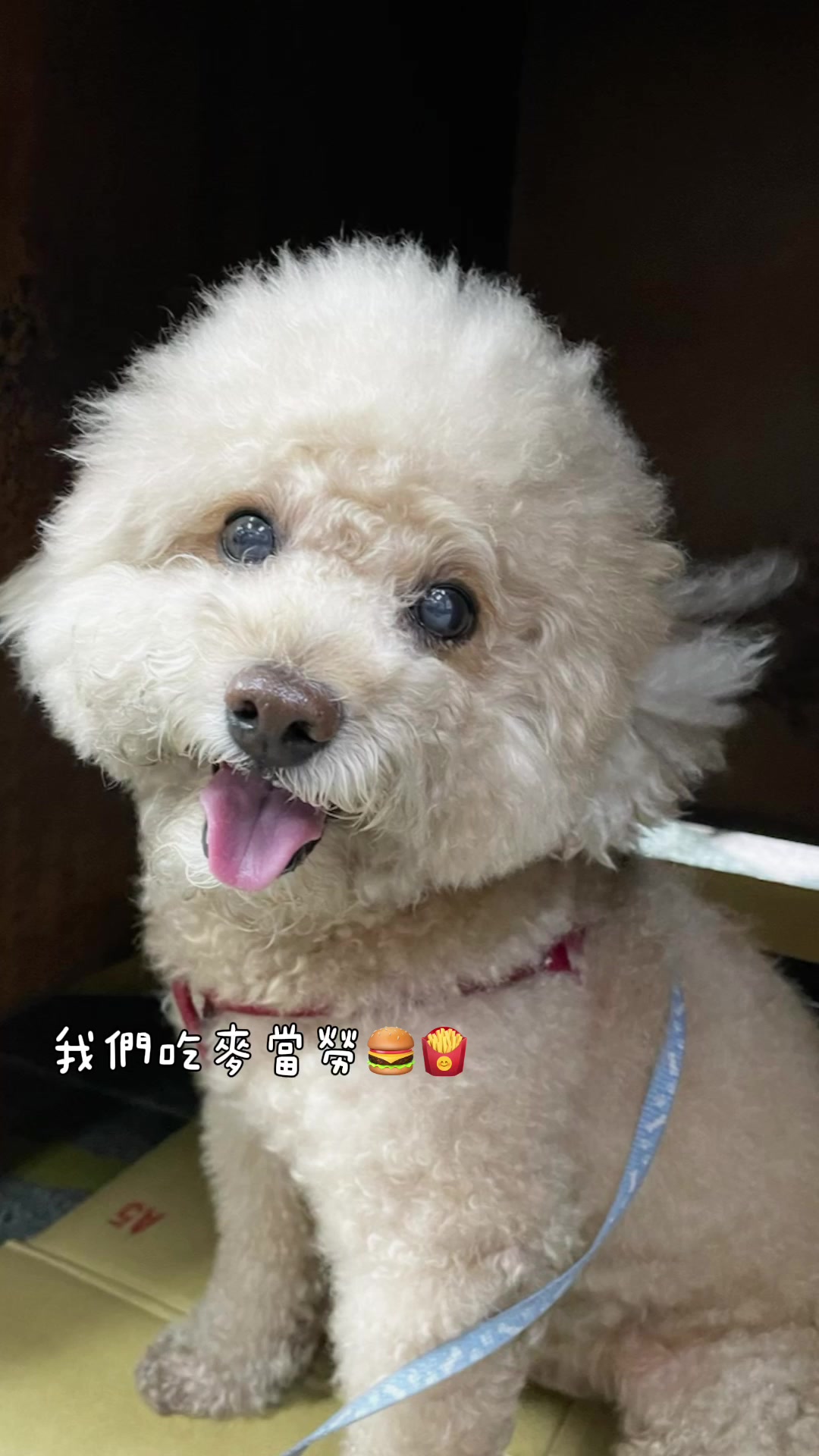 @老鼠🐭