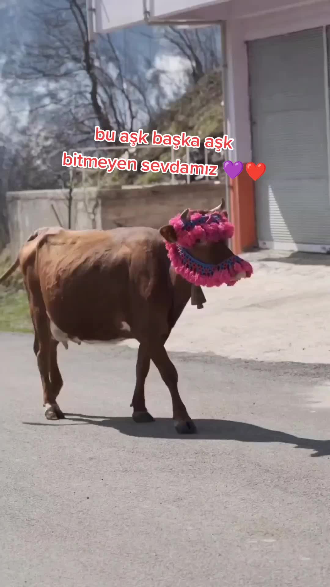 @Özgür_61