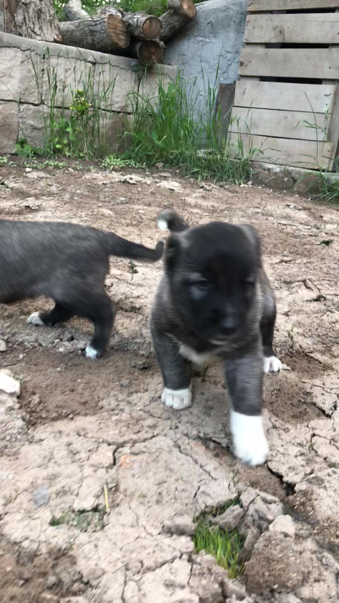 @alperkoramaz panter kangalları