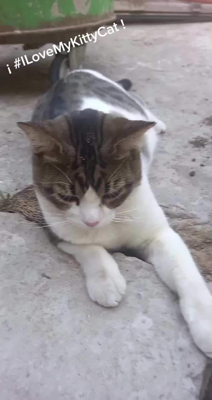 @Animales reales