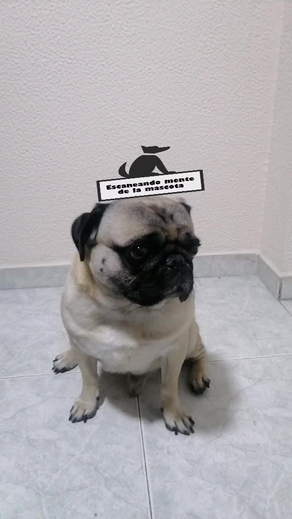 @CHATIRULO 🐶
