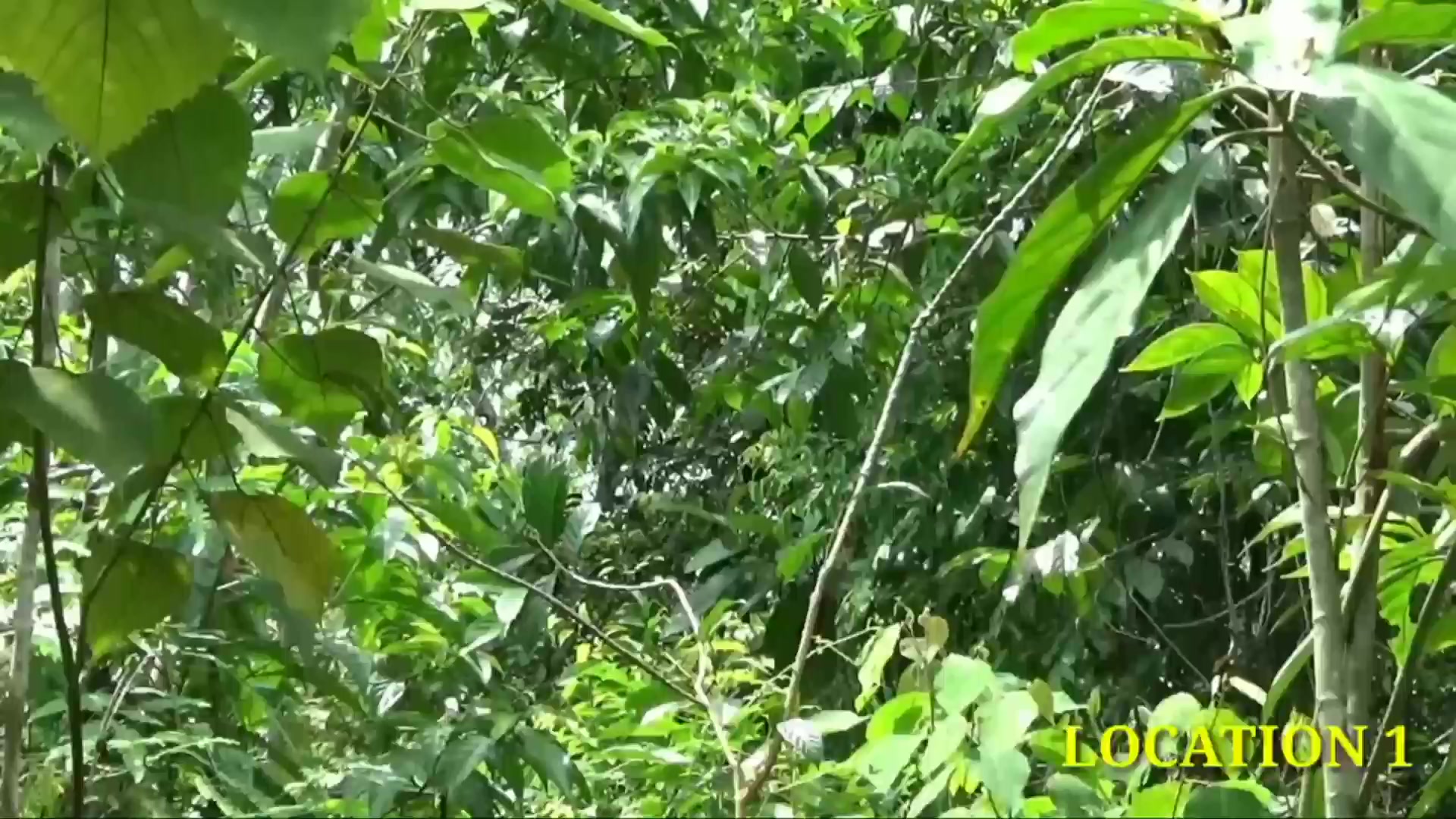 @JAYA CHANNEL TRAP