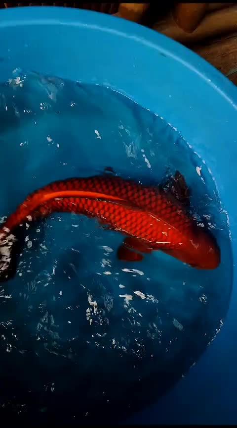 @• BINTANG KOI •