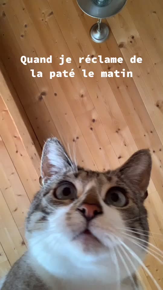 @Les_Bebous