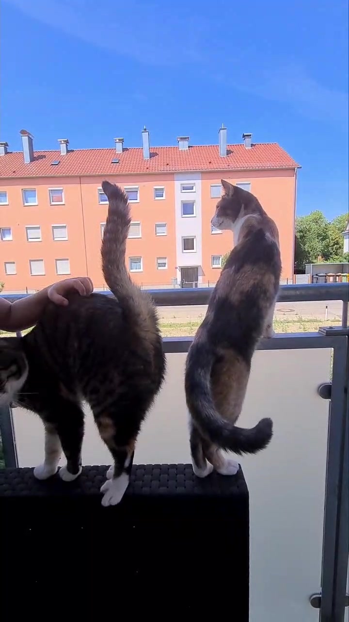 @5KidCat