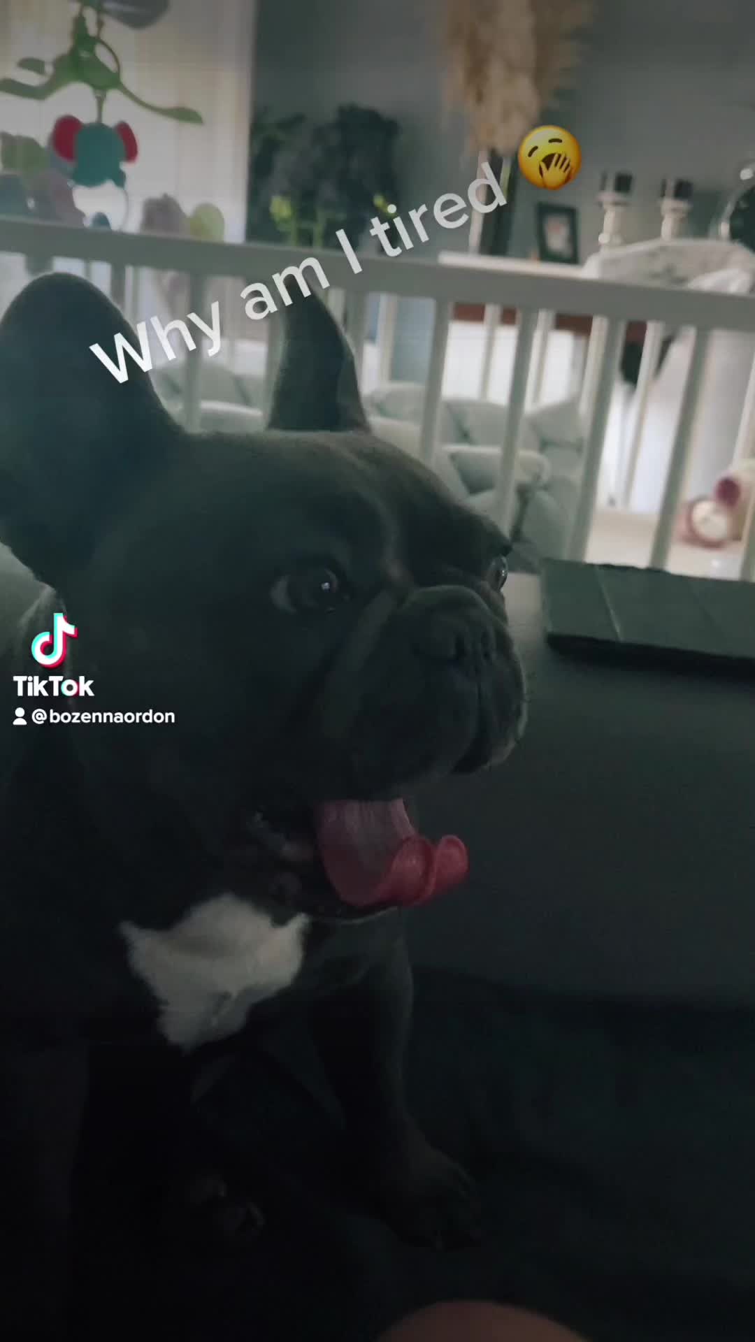 @Cookie 🍪 French Bulldog 🦴