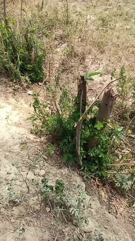 @भाई पंडित