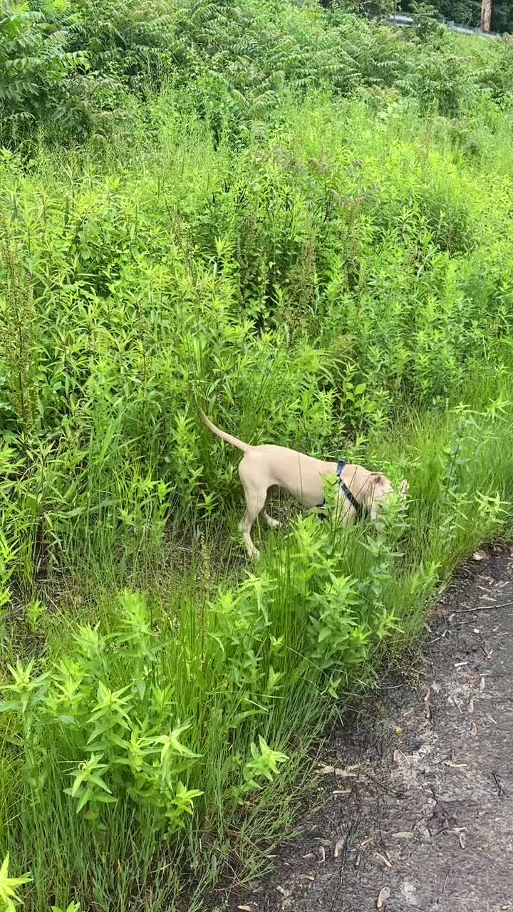 @davincitheamericanpitbull