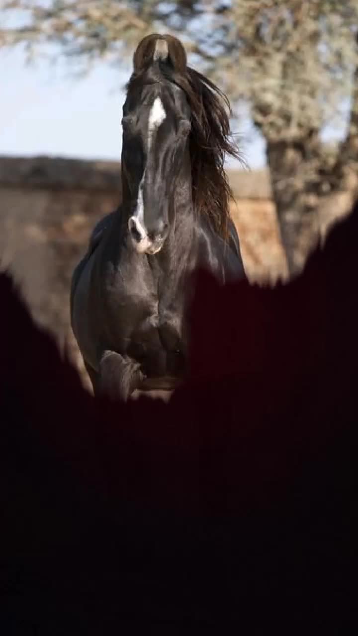 @TIK TOK નો રાજા ઘોડા નો બાદશાહ