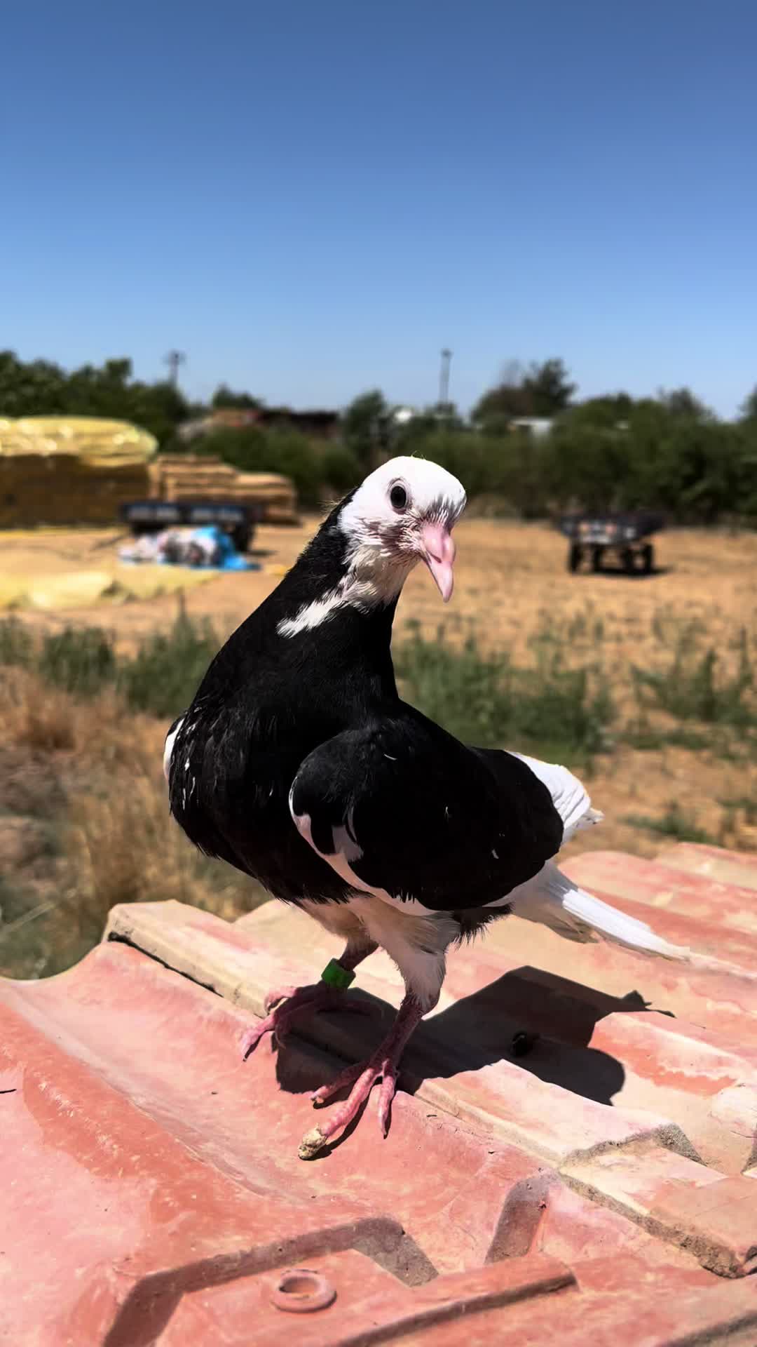 @ツ𝓑𝓪𝓻ı𝓼 𝓒𝓸𝓼𝓴𝓾𝓷