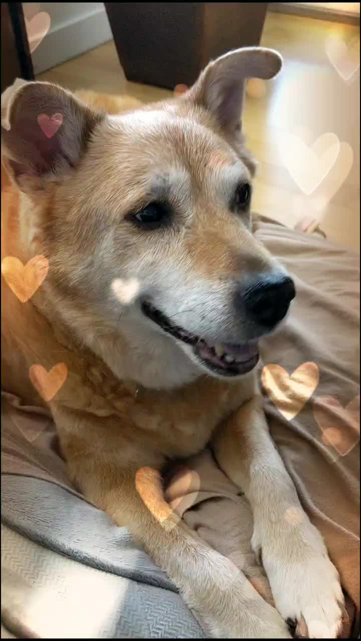 @Teddy the Mutt