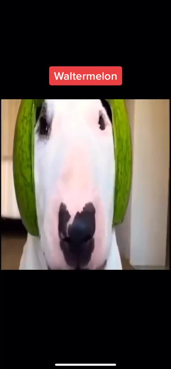 @WalterDog